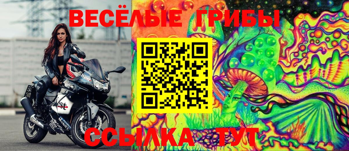 Псилоцибиновые грибы Psilocybine cubensis Великий Устюг